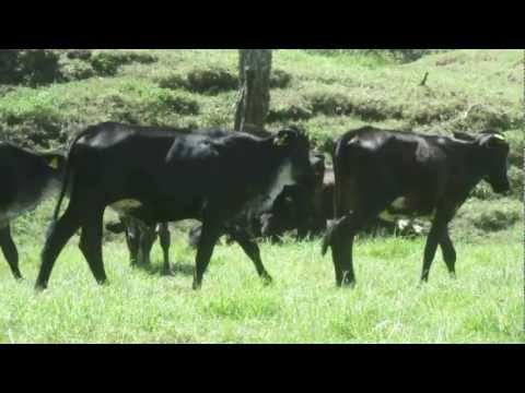 GYROLANDAS TERNERAS LEVANTE (VENTA)