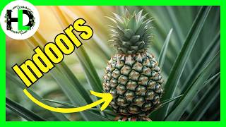 Surprisingly Easy Way to Regrow a Pineapple Top