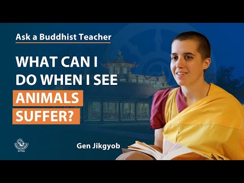 Ask a Buddhist Teacher: What can I do when I see animals suffer? - Gen K. Jikgyob