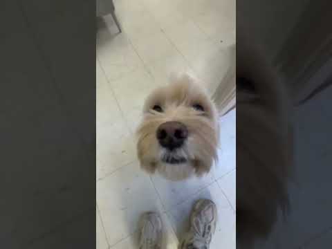 @zectionz: skinny marie 💅🏼🫶 #dog #doglover