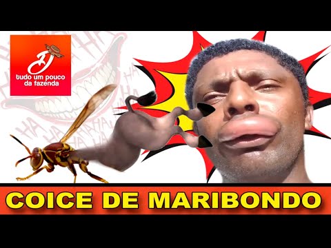 download lagu mp3 mp4 Picada Marimbondo Preto, download lagu Picada Marimbondo Preto gratis, unduh video klip Picada Marimbondo Preto