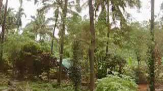 preview picture of video 'In moto tra le piantagioni di Manippara, Kerala del Nord (India del Sud) - 10 settembre 2009'