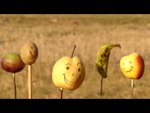 download lagu mp3 mp4 Chanson Qui Donne La Pche, download lagu Chanson Qui Donne La Pche gratis, unduh video klip Chanson Qui Donne La Pche