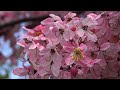 Iss Qadar Tumse Hume Pyaar Ho Gaya Hindi Romantic Song Status Dharshan Raval Song Zeemusic