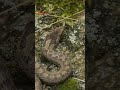 Smooth Snake Coronella Austriaca From Czech Republic Snake Smoothsnake Coronella Austriaca