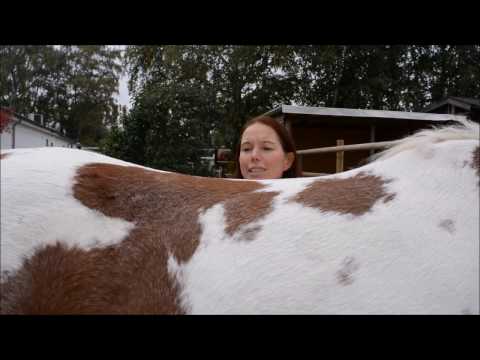 Rückentraining für Jungpferde
