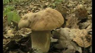 preview picture of video 'Hubačka 3,7,2009 Priekopa-mushrooms,atack-boletus.'