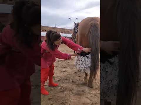 Wild Horse Mare revolutionizing young foals future stallions  Horses #Shorts #2895