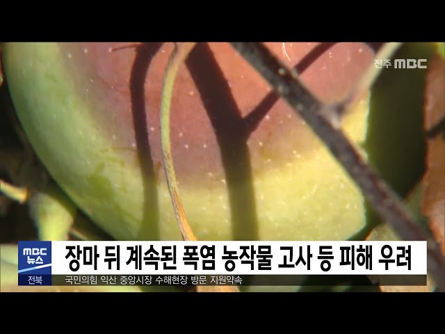 장마 뒤 계속된 폭염 농작물 고사 등 피해 우려