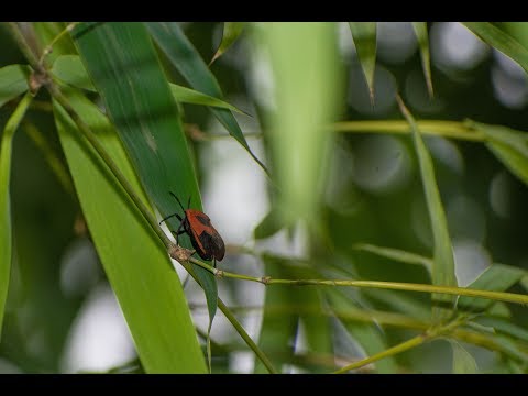 Close up video of a big red bug in Mahim, Mumbai