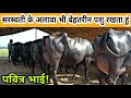 Top Class Murrah Buffaloes With 18 To 33 Kg Milk At Gill Pander Dairy Farm Owner Pavitar Singh
