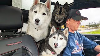 Can We Take 3 Huskies On a Cross Country Road Trip?