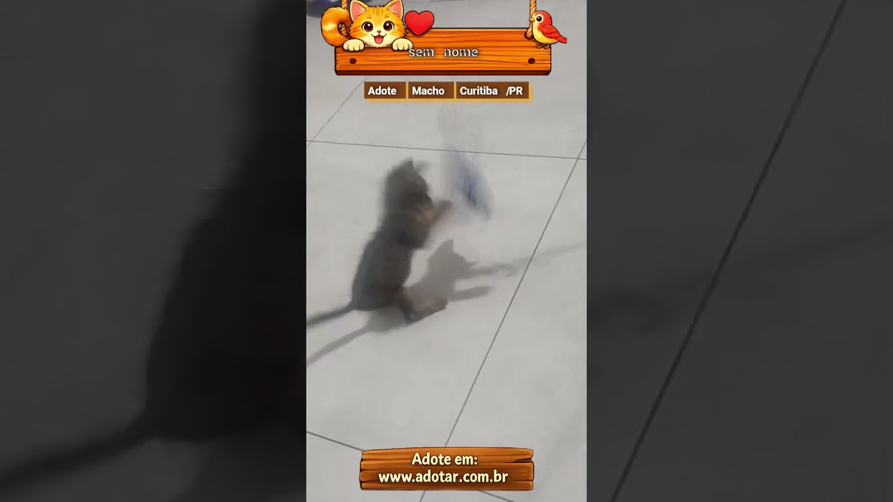 Gato raça SRD-ViraLata idade 2 a 6 meses nome sem nome 