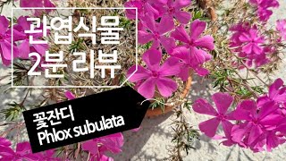 [2분리뷰] 꽃잔디 키우기와 번식 (Phlox subulata) succulents/多肉植物/たにくしょくぶつ…