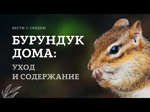 Бурундук домашний. Содержание и уход