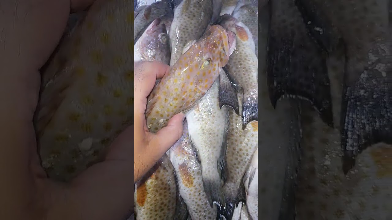 suman medium #fishery #fish #seafood #food