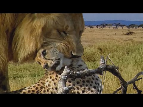 Angry Lion kills Cheetah in split seconds, Wild Animals Attack