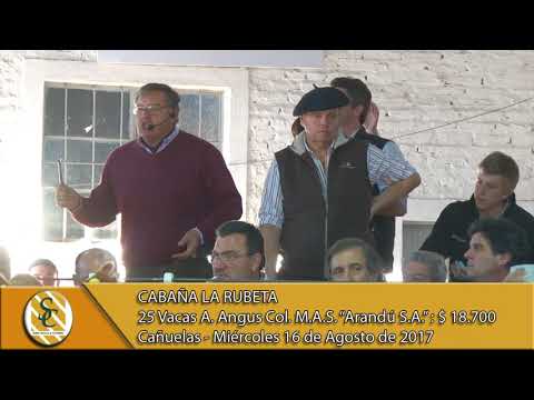 16-08-17 Venta de Vacas MAS "Estab. Arandú" - La Rubeta - Cañuelas