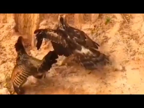 Eagle vs cock Fight || watch  till the end |