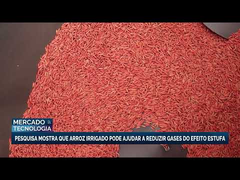 Research shows that irrigated rice can help reduce ...