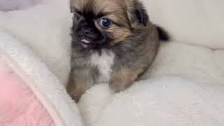 ハーフ犬の動画01