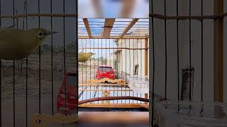 Download lagu Siulan Burung Pleci #kicaumania #burunggacor #burung #pleci #plecigacor #shortsfeed #shorts #short mp3 Download lagu Siulan Burung Pleci #kicaumania #burunggacor #burung #pleci #plecigacor #shortsfeed #shorts #short mp3