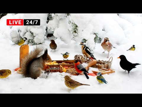 🔴24/7 LIVE CAT TV NO ADS😺 Adorable Birds and Squirrels in Winter Wonderland