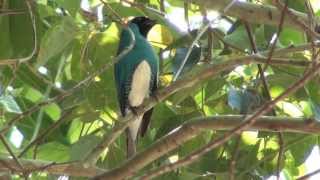 preview picture of video 'Saí andorinha, Tersina viridis, Swallow Tanager, Jardim, Rio da prata,'