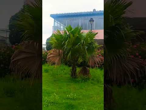 Manaus Amazonas!