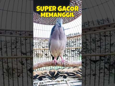 Tekukur Super Gacor Full Bekur Memanggil Lawan ‼️