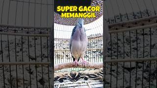 Download lagu Tekukur Super Gacor Full Bekur Memanggil Lawan ‼️ mp3 Download lagu Tekukur Super Gacor Full Bekur Memanggil Lawan ‼️ mp3