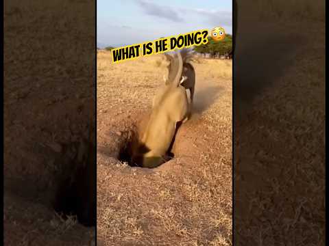 This Lion Didn’t Expect This 😂