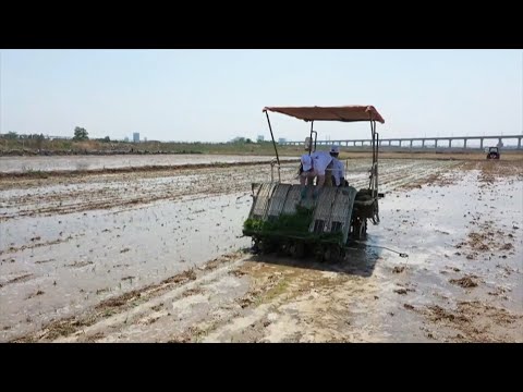 China starts large-scale planting of "seawater rice"