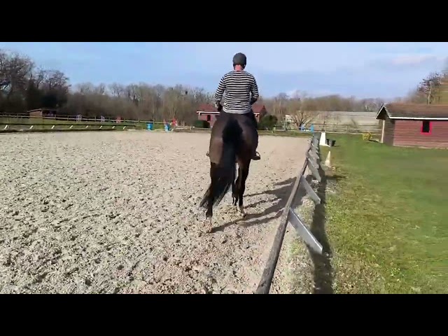 Jument SF 9 bai brun