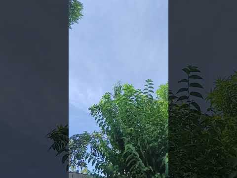 así está el clima en bosconia César costa norte Colombia sur américa