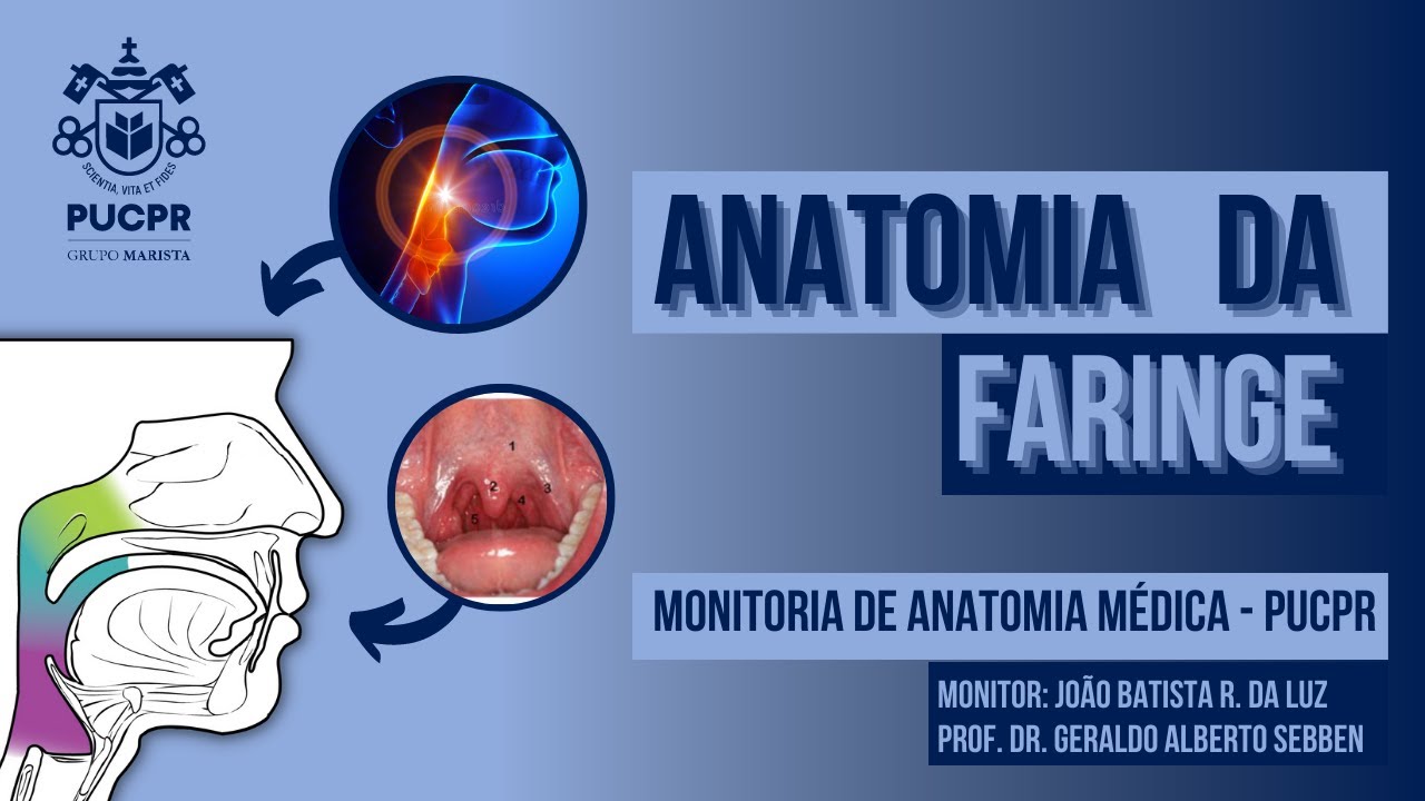 Faringe - Monitoria de Anatomia Médica I PUCPR