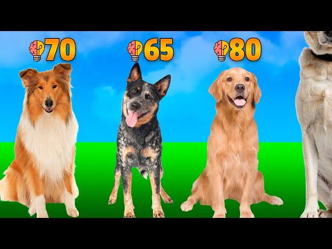 🐶Hunderassen Nach IQ Bewertet: Wer ist der Klügste?