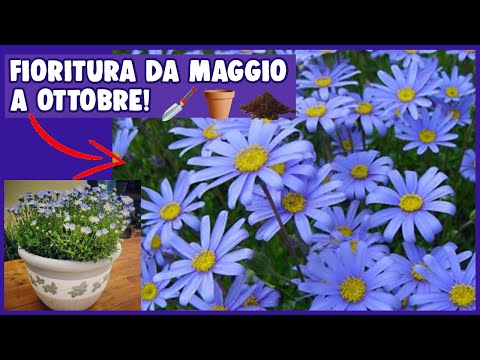AGATEA🌸: CURE e CONSIGLI