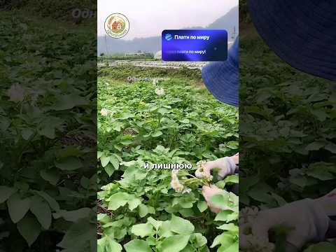 Зачем убирать цветы картофеля? #сельскоехозяйство #животные #агротехнологии #китай