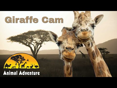 Giraffes Webcam in NY live webcam