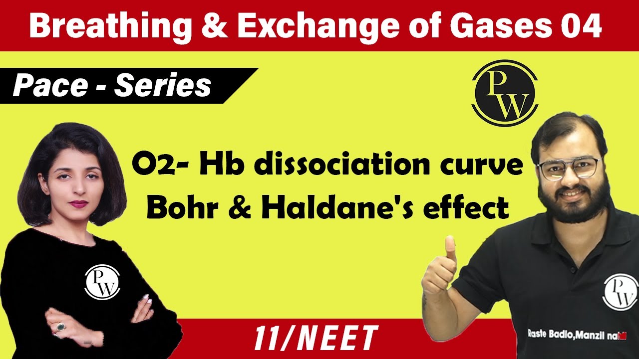 Breathing & Exchange of Gas - 04 | O2 Hemoglobin Dissociation Curve |Bohr & Haldane's Effect|11|NEET