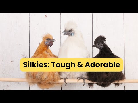 Silkie Chickens Are Secretly Perfect Pets