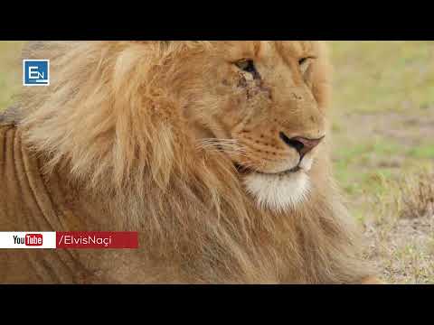 10 fakte mahnitese rreth Luaneve! I keni ditur?