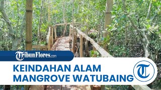 Mangrove Watubaing, Destinasi Wisata Baru di Sikka yang Suguhkan Keindahan Alam Tiada Duanya