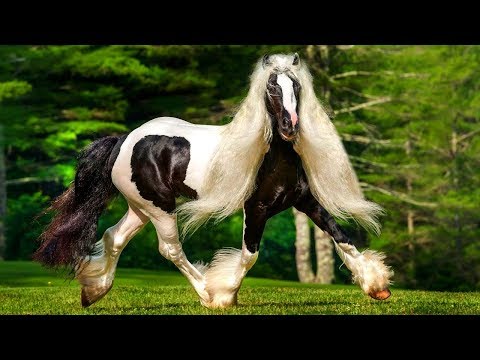 , title : 'RAREST Horse Breeds In The World!'