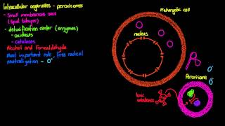 Intracellular Organelles- Peroxisomes