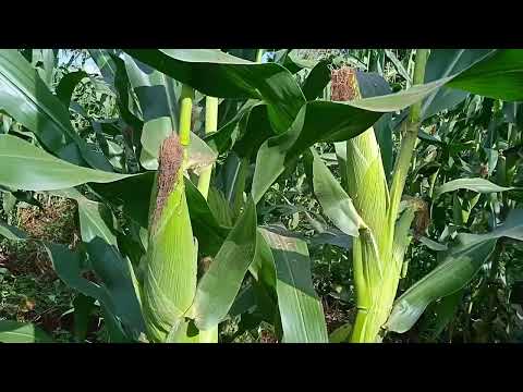 Green vs Dry Maize Farming in Kenya Which is More Profitable in 2025