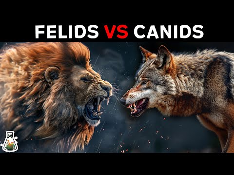 Why Are Felines Stronger Than Canids?