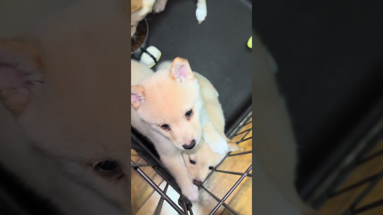 可愛いお顔だ！ #豆柴カフェ #豆柴子犬