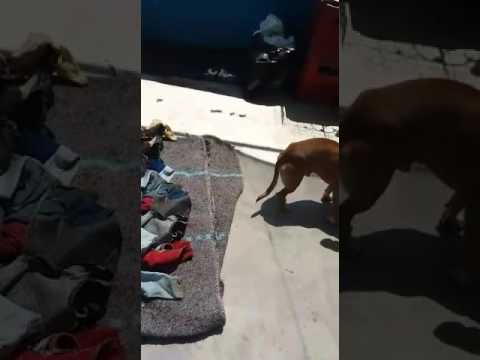 Perrito no quiere  que regalen su ropa